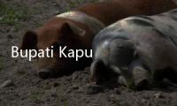 Bupati Kapuas dan Istri Ditetapkan Sebagai Tersangka Korupsi oleh KPK