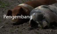 Pengembang Rumah DP Rp0 Tetap Dapat Insentif